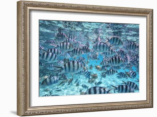 A School Of Zebra Fish. Bora Bora-Karine Aigner-Framed Photographic Print