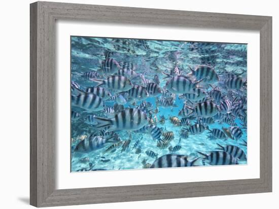 A School Of Zebra Fish. Bora Bora-Karine Aigner-Framed Photographic Print