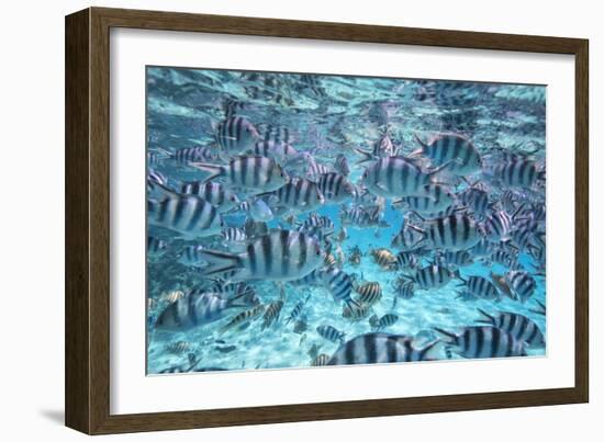 A School Of Zebra Fish. Bora Bora-Karine Aigner-Framed Photographic Print