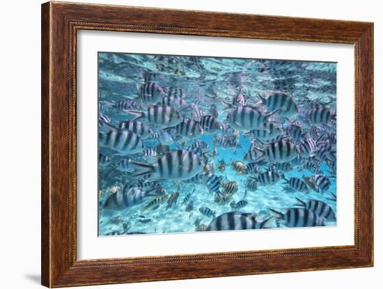 A School Of Zebra Fish. Bora Bora-Karine Aigner-Framed Photographic Print