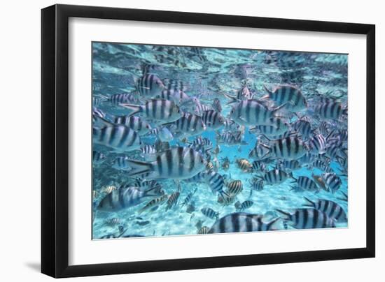 A School Of Zebra Fish. Bora Bora-Karine Aigner-Framed Photographic Print