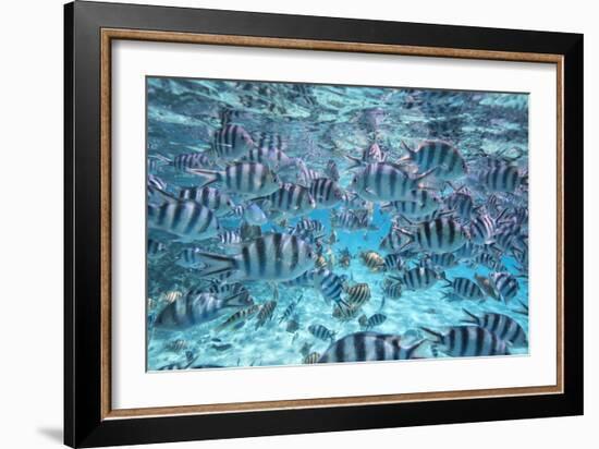 A School Of Zebra Fish. Bora Bora-Karine Aigner-Framed Photographic Print