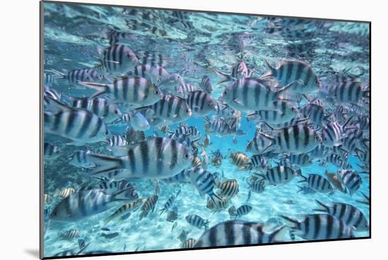A School Of Zebra Fish. Bora Bora-Karine Aigner-Mounted Photographic Print