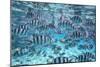 A School Of Zebra Fish. Bora Bora-Karine Aigner-Mounted Photographic Print