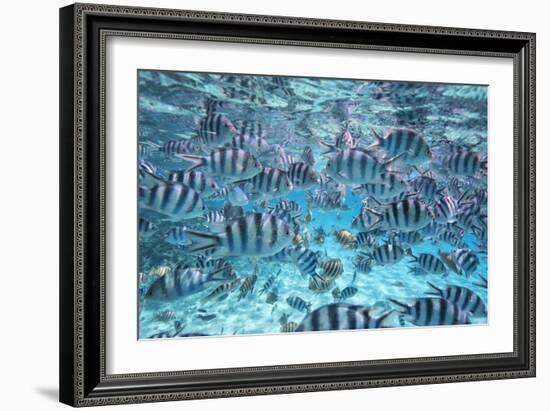 A School Of Zebra Fish. Bora Bora-Karine Aigner-Framed Photographic Print