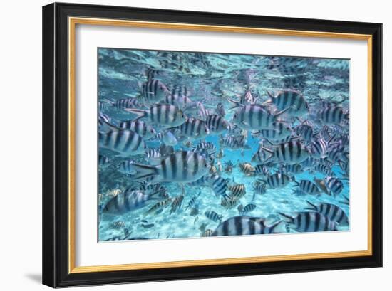 A School Of Zebra Fish. Bora Bora-Karine Aigner-Framed Photographic Print