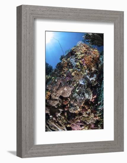 A Scorpionfish Is Hidden Among Soft Corals on a Reef in Indonesia-Stocktrek Images-Framed Photographic Print