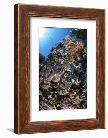 A Scorpionfish Is Hidden Among Soft Corals on a Reef in Indonesia-Stocktrek Images-Framed Photographic Print