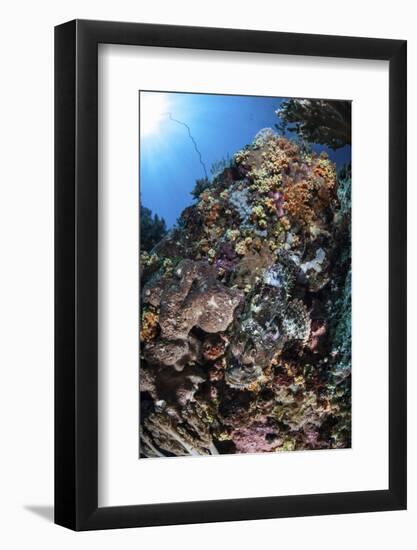 A Scorpionfish Is Hidden Among Soft Corals on a Reef in Indonesia-Stocktrek Images-Framed Photographic Print