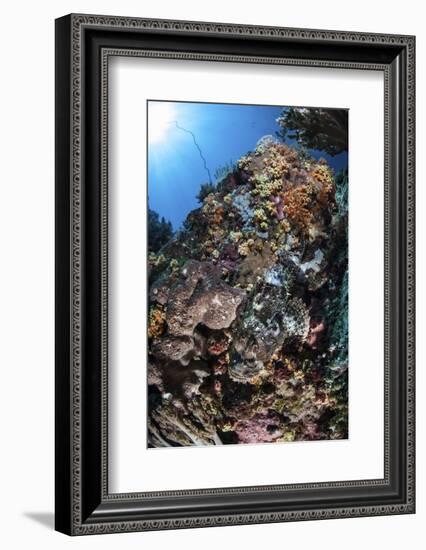 A Scorpionfish Is Hidden Among Soft Corals on a Reef in Indonesia-Stocktrek Images-Framed Photographic Print