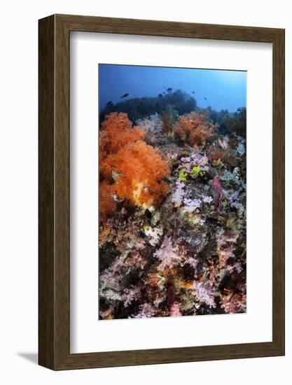 A Scorpionfish Is Hidden Among Soft Corals on a Reef in Indonesia-Stocktrek Images-Framed Photographic Print