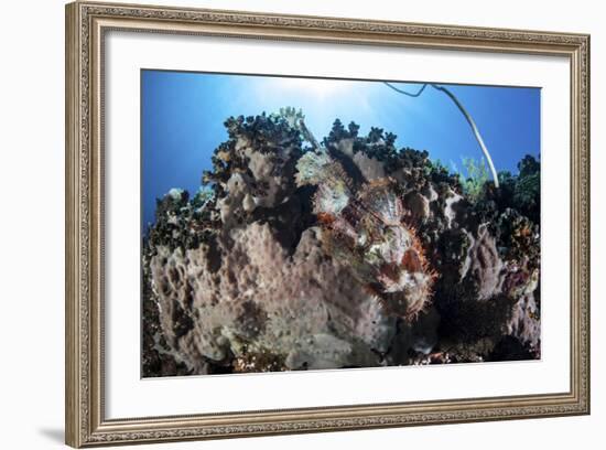 A Scorpionfish Lays on a Coral Reef Near the Island of Sulawesi, Indonesia-Stocktrek Images-Framed Photographic Print