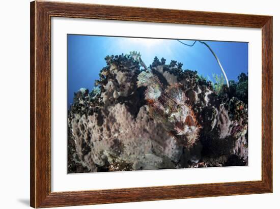 A Scorpionfish Lays on a Coral Reef Near the Island of Sulawesi, Indonesia-Stocktrek Images-Framed Photographic Print
