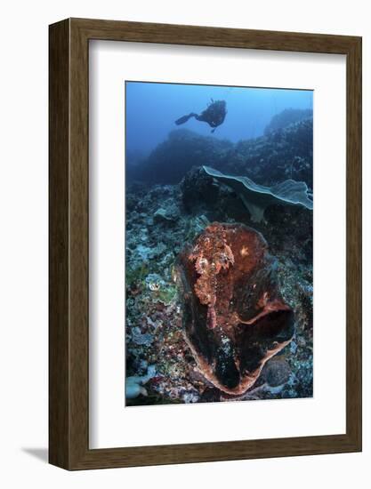 A Scorpionfish Lays on a Large Sponge on a Coral Reef-Stocktrek Images-Framed Photographic Print