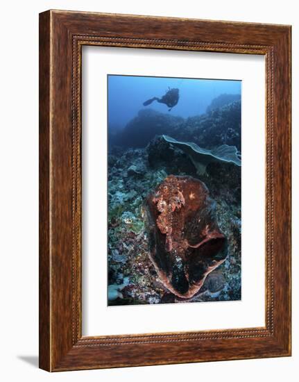 A Scorpionfish Lays on a Large Sponge on a Coral Reef-Stocktrek Images-Framed Photographic Print