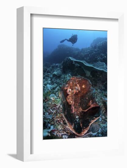 A Scorpionfish Lays on a Large Sponge on a Coral Reef-Stocktrek Images-Framed Photographic Print