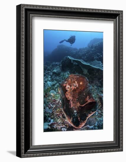 A Scorpionfish Lays on a Large Sponge on a Coral Reef-Stocktrek Images-Framed Photographic Print