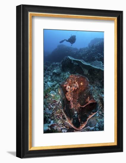 A Scorpionfish Lays on a Large Sponge on a Coral Reef-Stocktrek Images-Framed Photographic Print