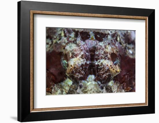 A Scorpionfish Lays on a Reef in Indonesia-Stocktrek Images-Framed Photographic Print