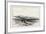 A Scotch Moor-Edmund Morison Wimperis-Framed Giclee Print