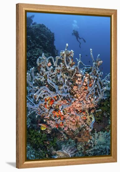 A Scuba Diver Explores a Colorful Coral Reef in Indonesia-Stocktrek Images-Framed Premier Image Canvas