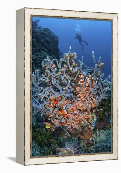 A Scuba Diver Explores a Colorful Coral Reef in Indonesia-Stocktrek Images-Framed Premier Image Canvas