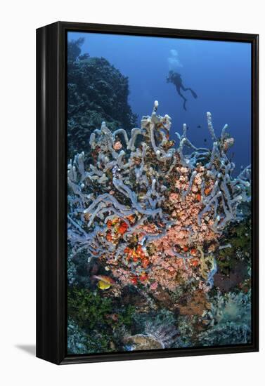 A Scuba Diver Explores a Colorful Coral Reef in Indonesia-Stocktrek Images-Framed Premier Image Canvas