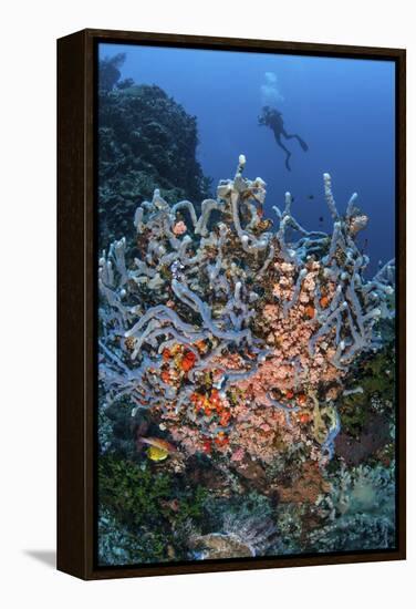 A Scuba Diver Explores a Colorful Coral Reef in Indonesia-Stocktrek Images-Framed Premier Image Canvas