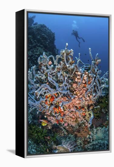 A Scuba Diver Explores a Colorful Coral Reef in Indonesia-Stocktrek Images-Framed Premier Image Canvas