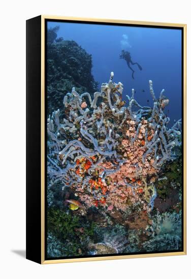 A Scuba Diver Explores a Colorful Coral Reef in Indonesia-Stocktrek Images-Framed Premier Image Canvas