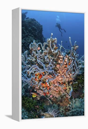 A Scuba Diver Explores a Colorful Coral Reef in Indonesia-Stocktrek Images-Framed Premier Image Canvas