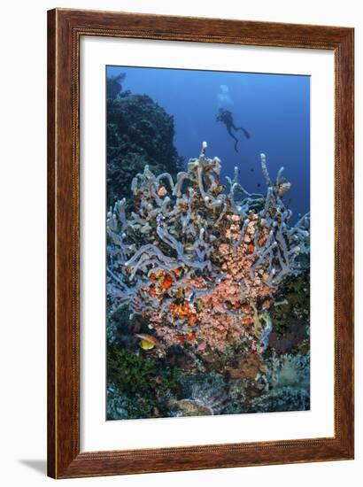 A Scuba Diver Explores a Colorful Coral Reef in Indonesia-Stocktrek Images-Framed Photographic Print