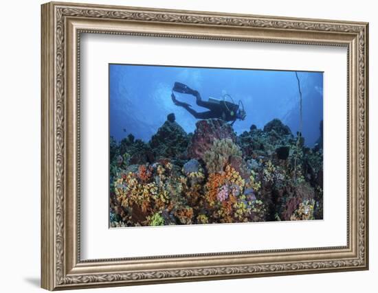 A Scuba Diver Swims Above a Colorful Coral Reef Near Sulawesi, Indonesia-Stocktrek Images-Framed Photographic Print