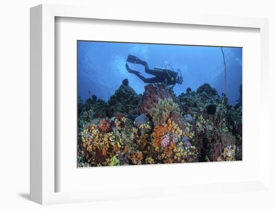 A Scuba Diver Swims Above a Colorful Coral Reef Near Sulawesi, Indonesia-Stocktrek Images-Framed Photographic Print