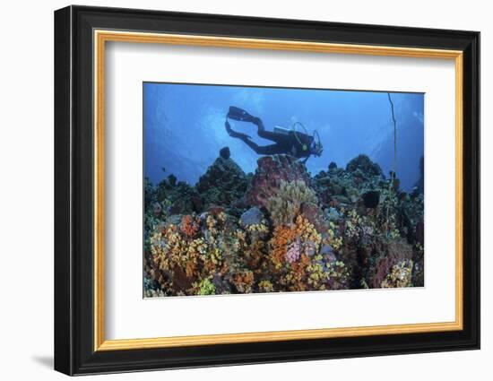 A Scuba Diver Swims Above a Colorful Coral Reef Near Sulawesi, Indonesia-Stocktrek Images-Framed Photographic Print