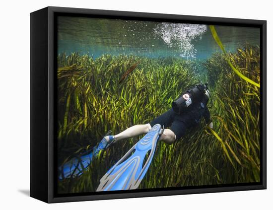 A Scuba Diver Swims Through an Underwater Field of Tape Grass-null-Framed Stretched Canvas