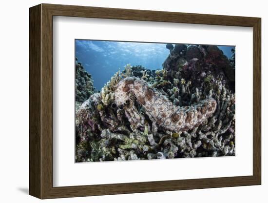 A Sea Cucumber Clings to a Reef in Alor, Indonesia-Stocktrek Images-Framed Photographic Print