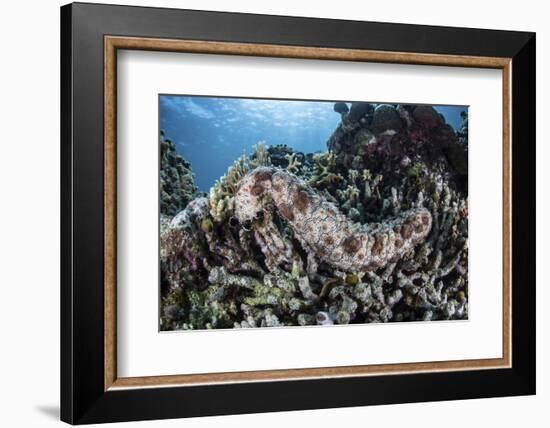 A Sea Cucumber Clings to a Reef in Alor, Indonesia-Stocktrek Images-Framed Photographic Print