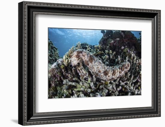 A Sea Cucumber Clings to a Reef in Alor, Indonesia-Stocktrek Images-Framed Photographic Print