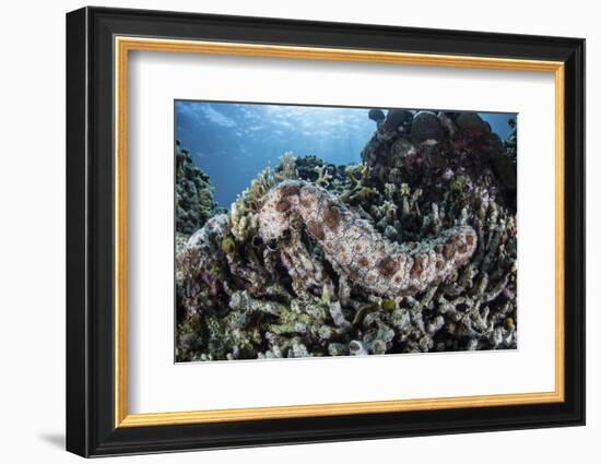 A Sea Cucumber Clings to a Reef in Alor, Indonesia-Stocktrek Images-Framed Photographic Print