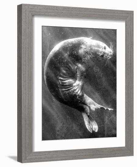 A Sea Lion Underwater with Sunlight Streaming Through-Don Mennig-Framed Photographic Print