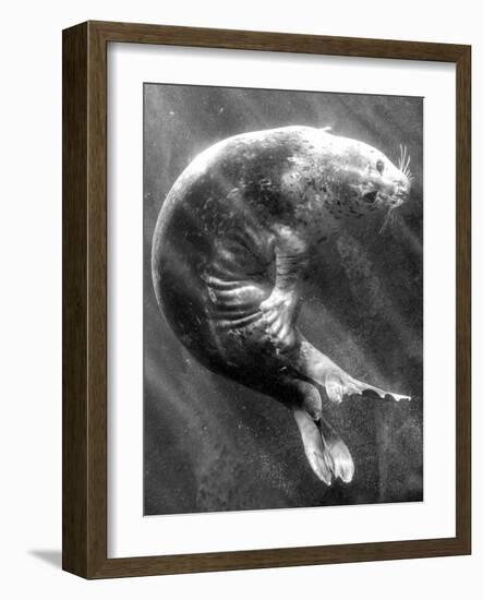 A Sea Lion Underwater with Sunlight Streaming Through-Don Mennig-Framed Photographic Print