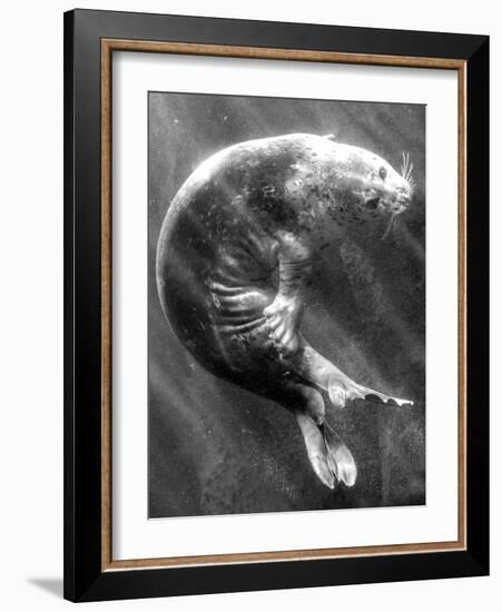 A Sea Lion Underwater with Sunlight Streaming Through-Don Mennig-Framed Photographic Print