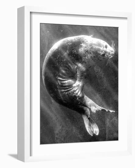 A Sea Lion Underwater with Sunlight Streaming Through-Don Mennig-Framed Photographic Print