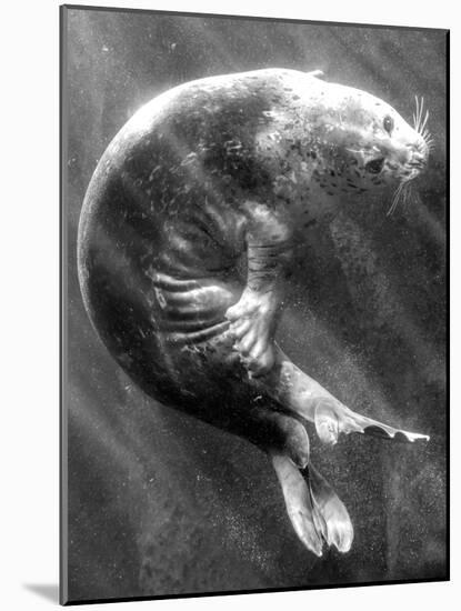 A Sea Lion Underwater with Sunlight Streaming Through-Don Mennig-Mounted Photographic Print