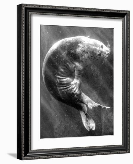 A Sea Lion Underwater with Sunlight Streaming Through-Don Mennig-Framed Photographic Print