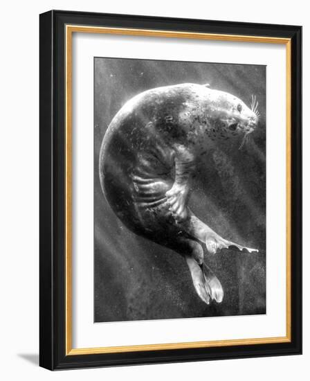 A Sea Lion Underwater with Sunlight Streaming Through-Don Mennig-Framed Photographic Print