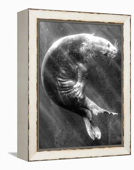 A Sea Lion Underwater with Sunlight Streaming Through-Don Mennig-Framed Premier Image Canvas