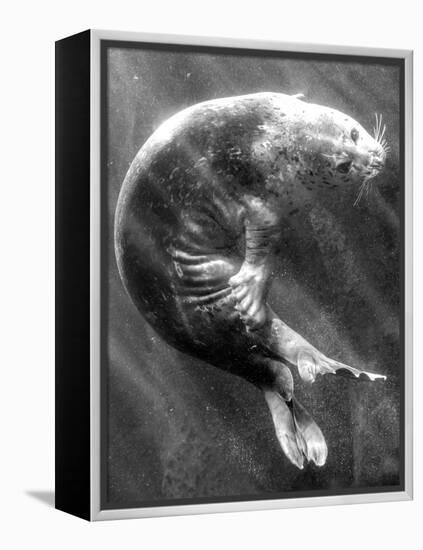 A Sea Lion Underwater with Sunlight Streaming Through-Don Mennig-Framed Premier Image Canvas