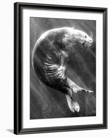 A Sea Lion Underwater with Sunlight Streaming Through-Don Mennig-Framed Photographic Print